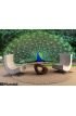 Peacock with fanned tail Wall Mural Wall art Wall decor