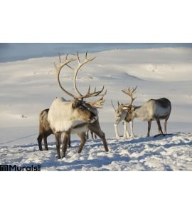 Reindeers Natural Environment Tromso Region Northern Norway Wall Mural