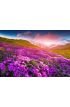 Magic pink rhododendron flowers in the mountains. Summer sunrise Wall Mural Wall art Wall decor