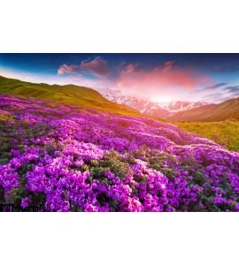 Magic pink rhododendron flowers in the mountains. Summer sunrise Wall Mural