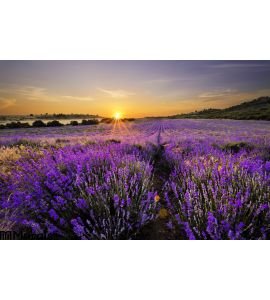 Sunset Over Lavender Field Wall Mural