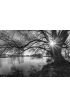 Black White Tree Silhouette Sunrise Time Wall Mural Wall art Wall decor