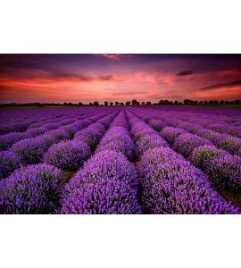 Lavender field at sunset Wall Mural