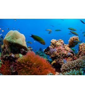 Coral reef Wall Mural Wall Tapestry tapestries