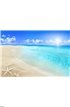Shells on sunny beach Wall Mural Wall Tapestry tapestries