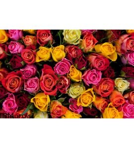 Colorful roses background Wall Mural Wall art Wall decor