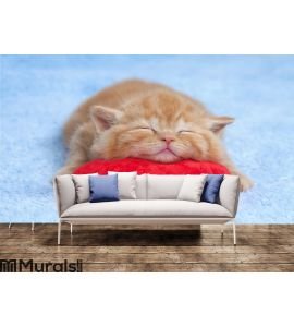 Little cat sleeping on the pillow Wall Mural Wall art Wall decor