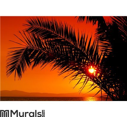 Palm tree during sunset Wall Mural Wall art Wall decor