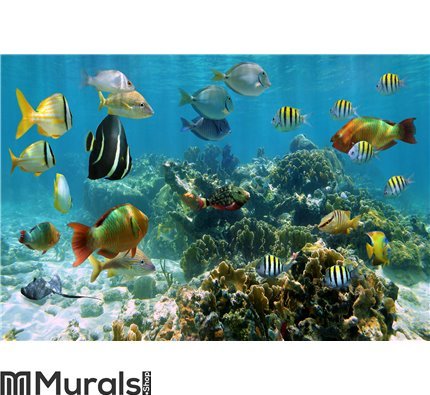 Panorama in a coral reef with shoal of fish Wall Mural Wall art Wall decor