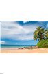 Plam tree beach hawaii Wall Mural Wall art Wall decor