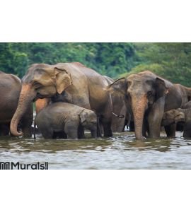 Elephant family in water Wall Mural