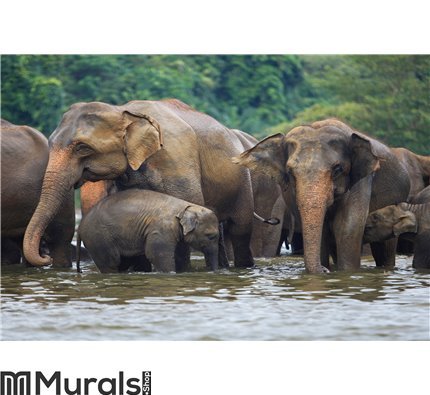 Elephant family in water Wall Mural Wall art Wall decor